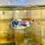 Dumbo Koi Plakat - Female Betta 19