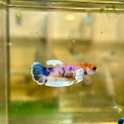 Dumbo Koi Plakat - Female Betta 19