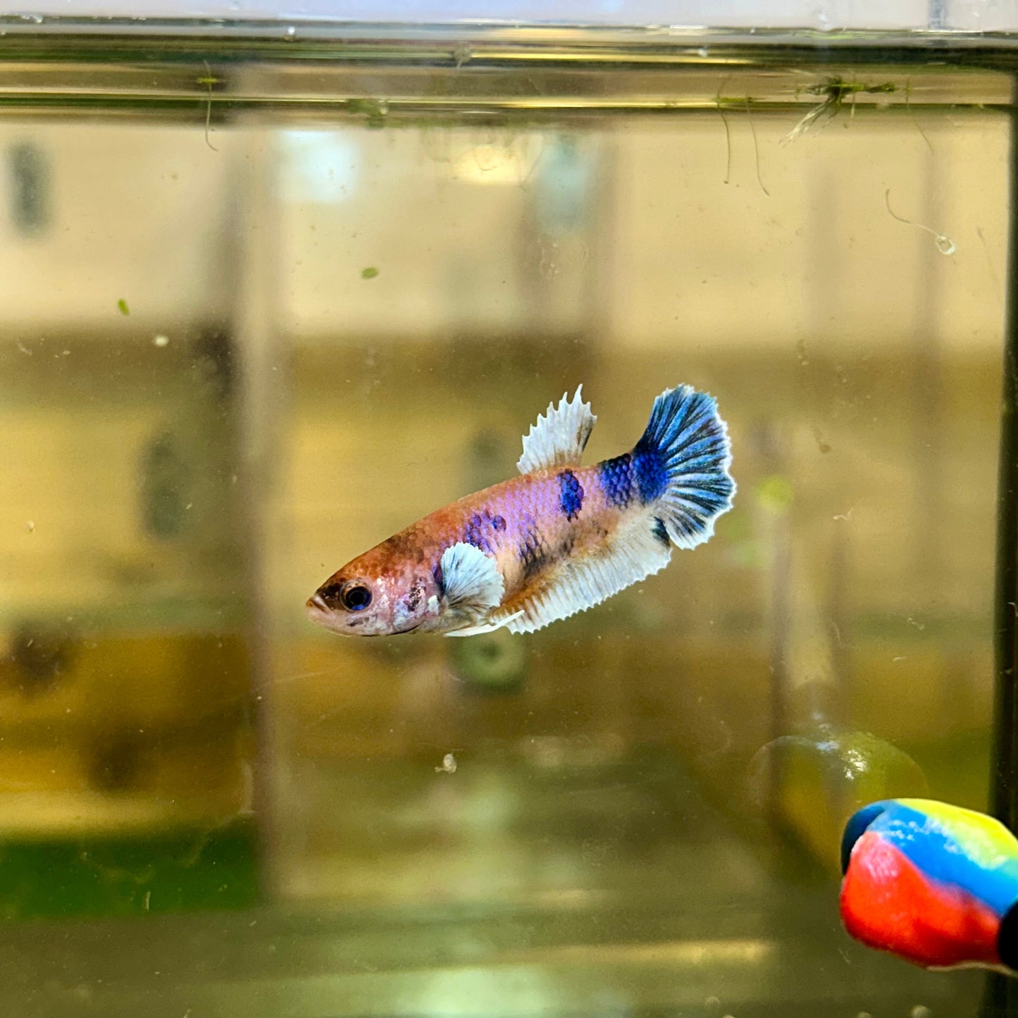 Dumbo Koi Plakat - Female Betta 19