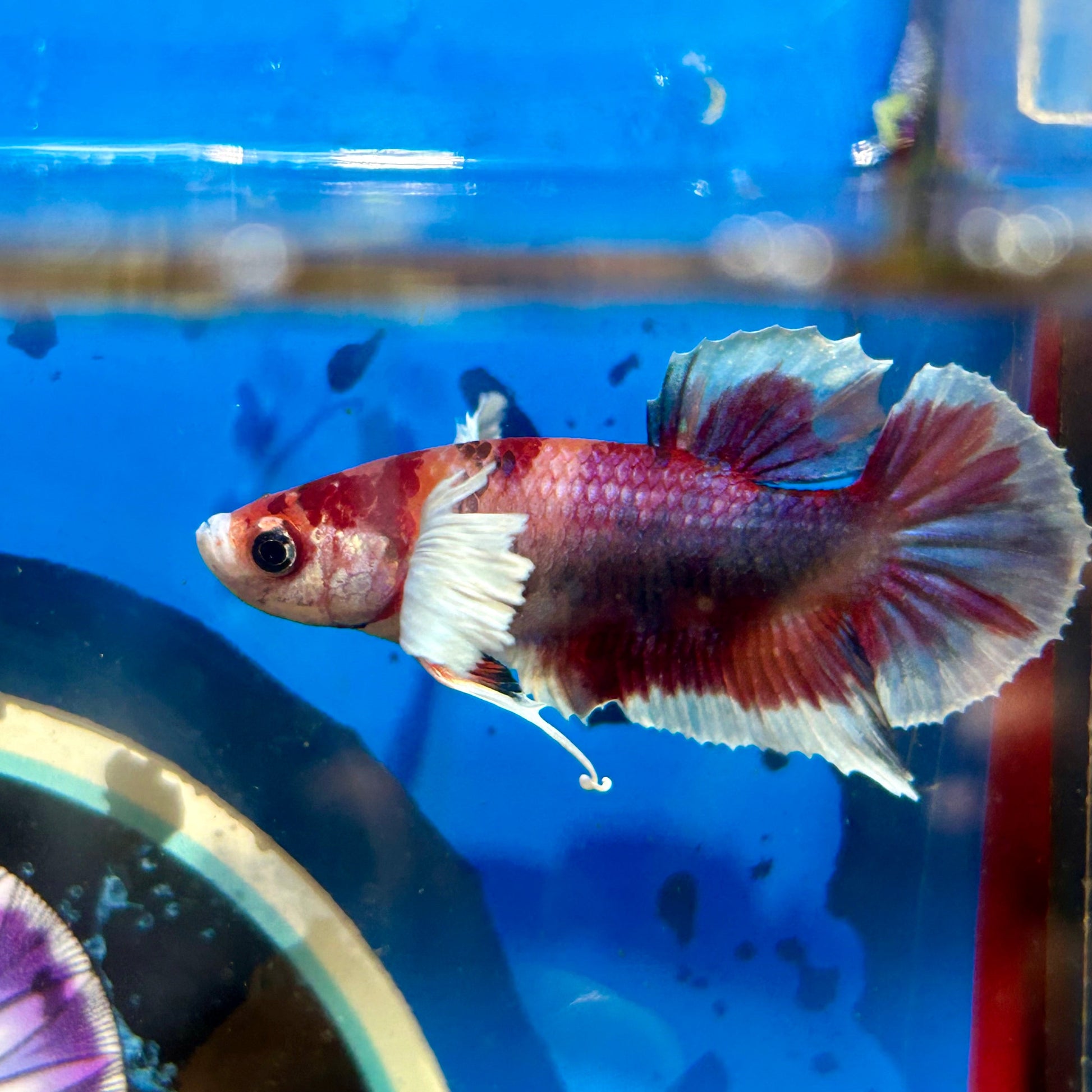 Dumbo Koi Plakat - Male Betta 058