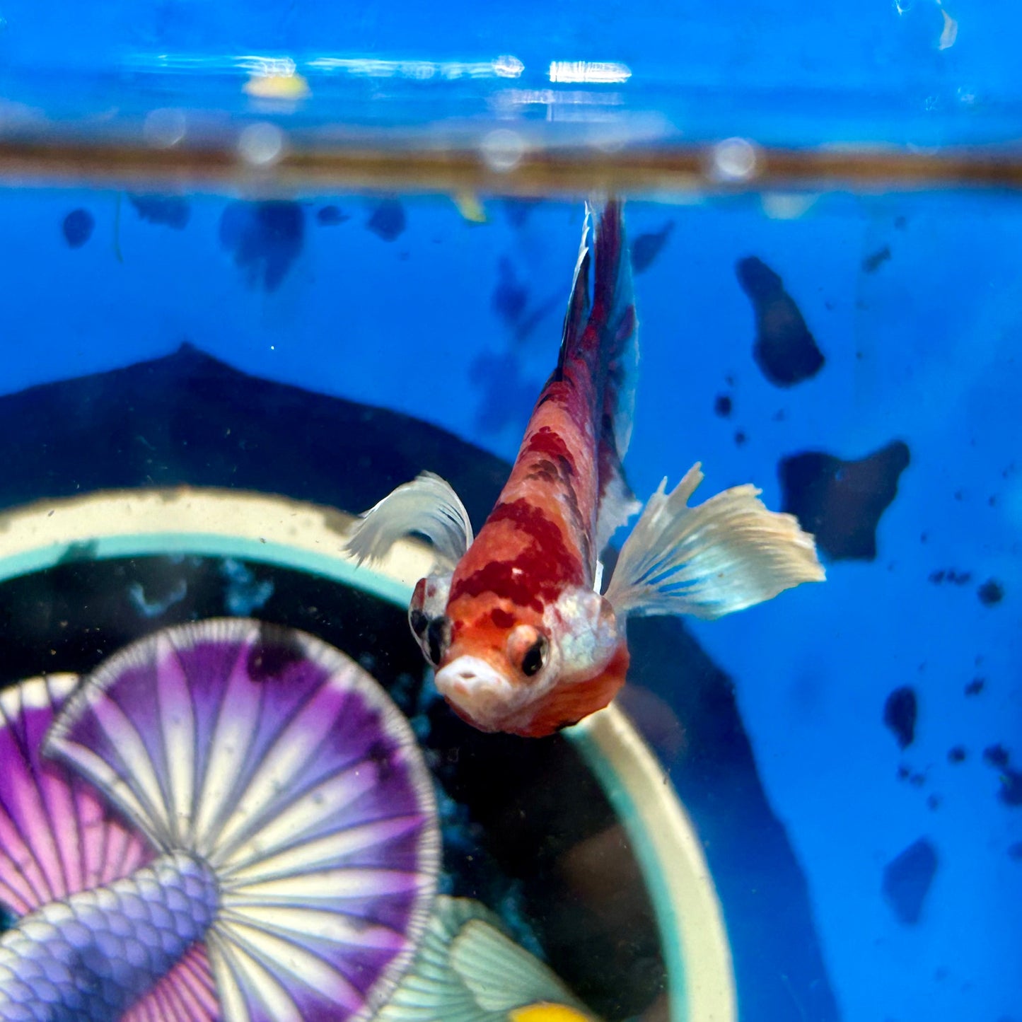 Dumbo Koi Plakat - Male Betta 058