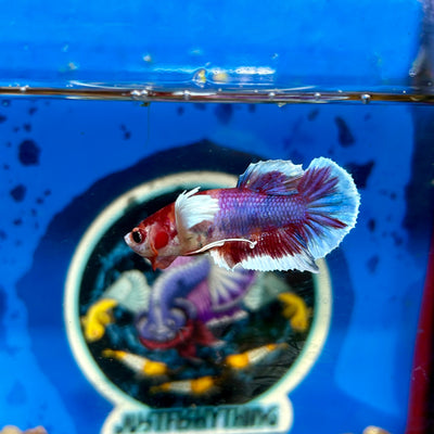 Dumbo Koi Plakat - Male Betta 058