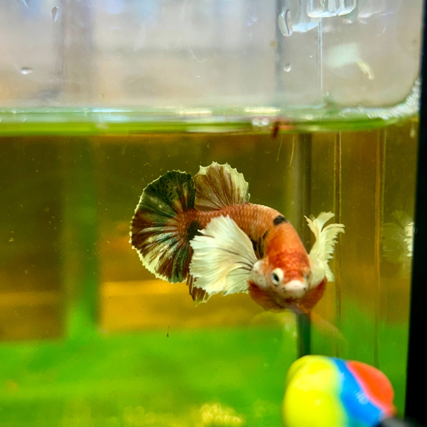 Dumbo Koi Plakat - Male Betta 132