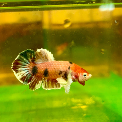 Dumbo Koi Plakat - Male Betta 132