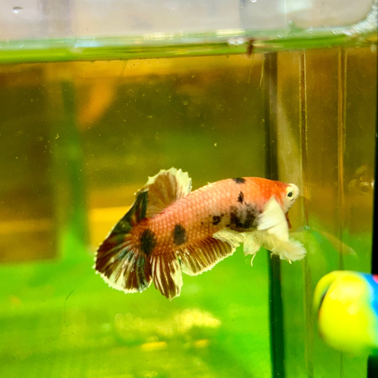 Dumbo Koi Plakat - Male Betta 132