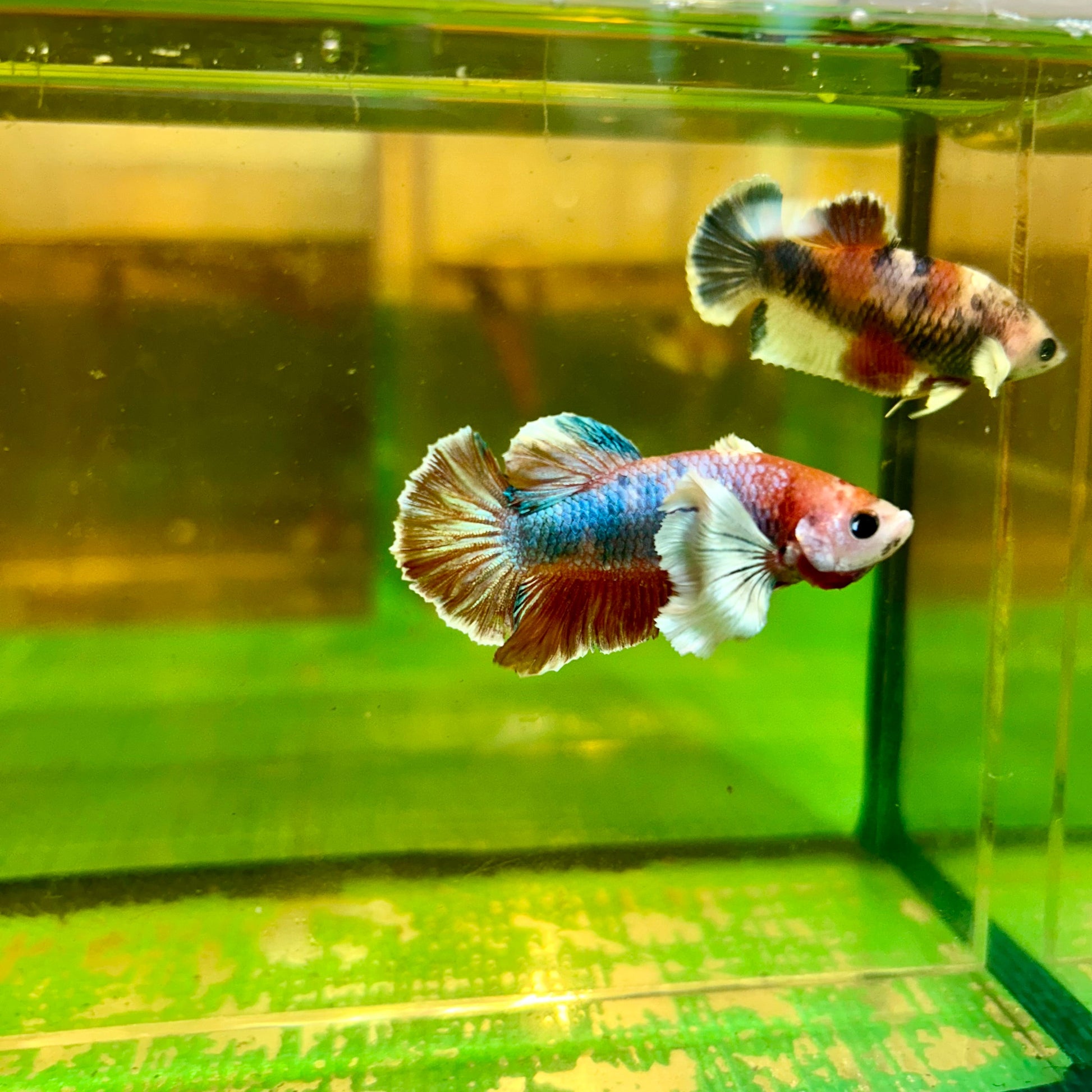 Dumbo Koi Plakat - Male Betta 140