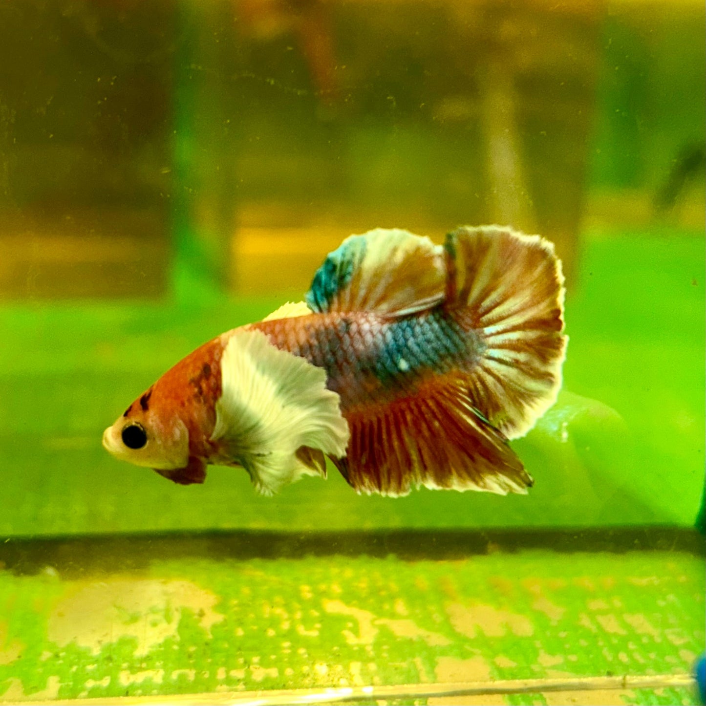 Dumbo Koi Plakat - Male Betta 140