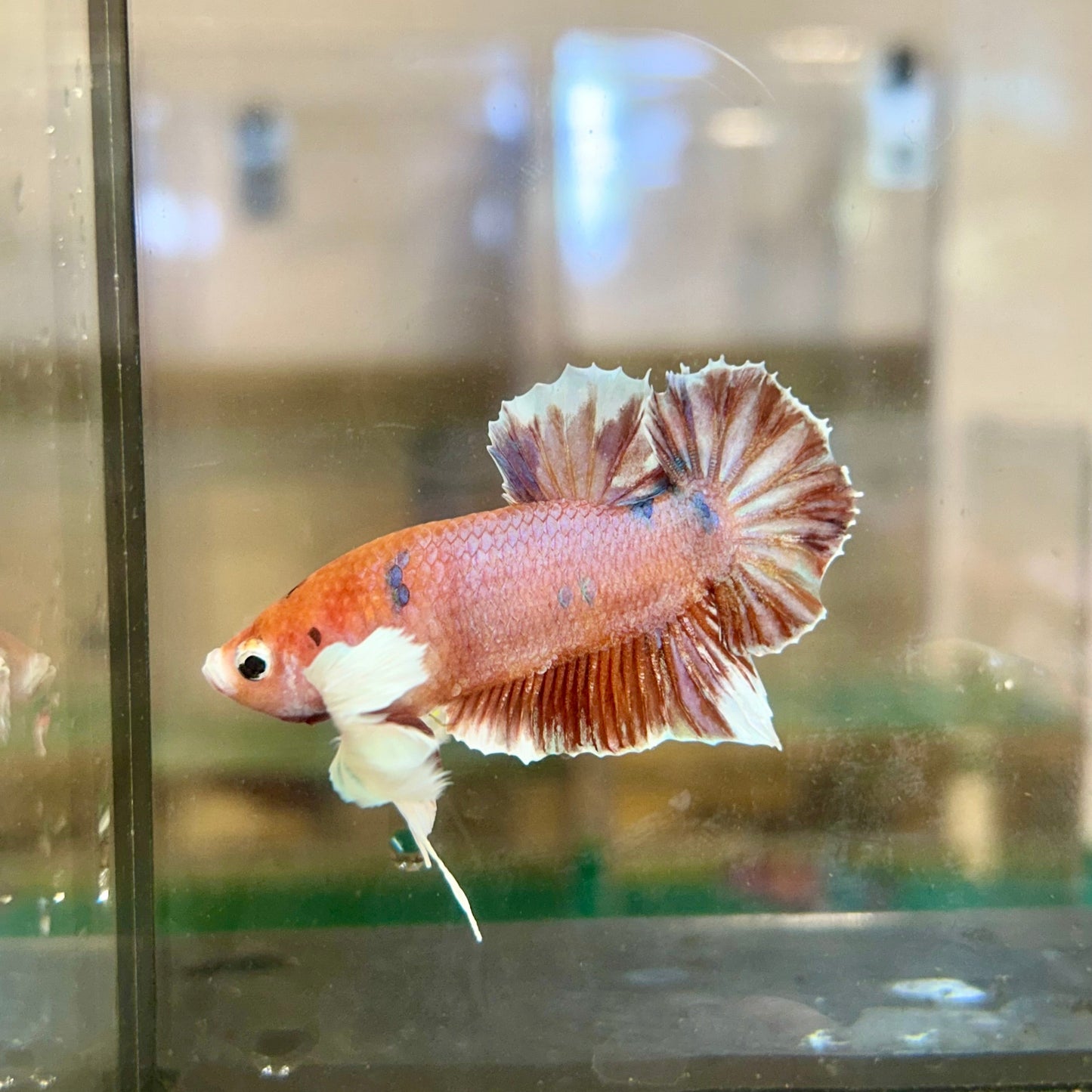 Dumbo Koi Plakat - Male Betta 39