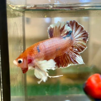 Dumbo Koi Plakat - Male Betta 39