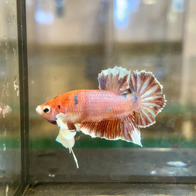 Dumbo Koi Plakat - Male Betta 39