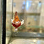 Dumbo Koi Plakat - Male Betta 39