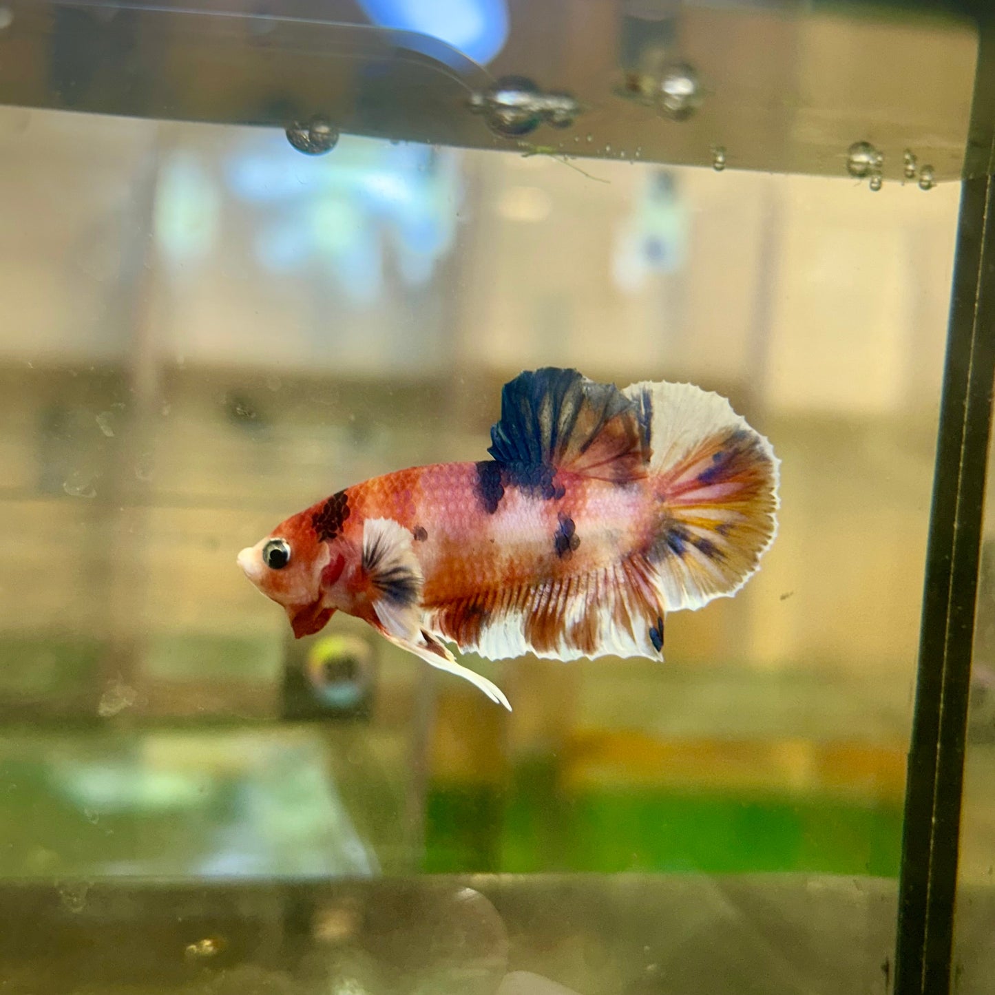 Dumbo Koi Plakat - Male Betta 45