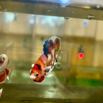 Dumbo Koi Plakat - Male Betta 45