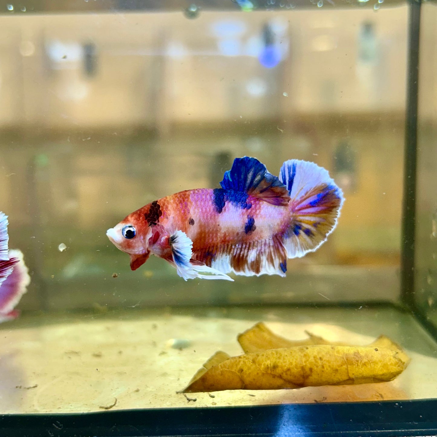 Dumbo Koi Plakat - Male Betta 45