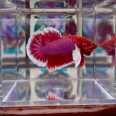 Dumbo lavender A104 - Plakat - Male Betta