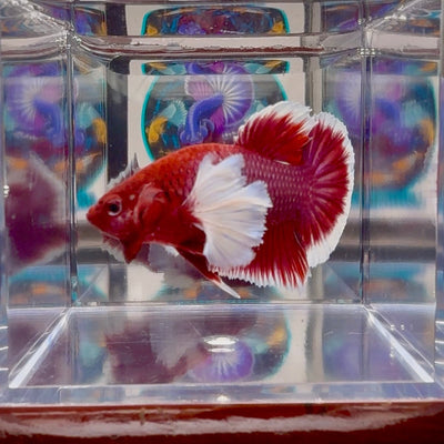 Dumbo lavender A104 - Plakat - Male Betta
