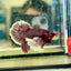 Dumbo lavender A129 - Plakat - Male Betta