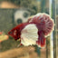 Dumbo lavender A129 - Plakat - Male Betta