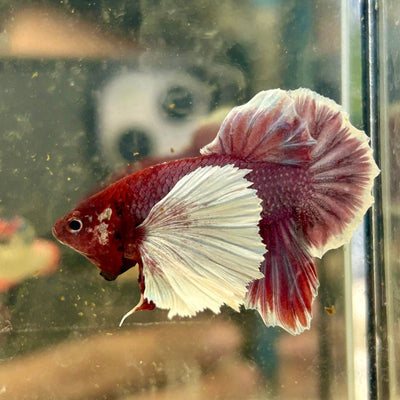 Dumbo lavender A129 - Plakat - Male Betta