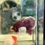 Dumbo lavender A129 - Plakat - Male Betta