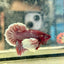 Dumbo lavender A129 - Plakat - Male Betta