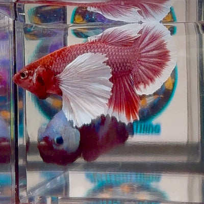 Dumbo lavender A138 - Plakat - Male Betta
