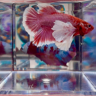 Dumbo lavender A138 - Plakat - Male Betta