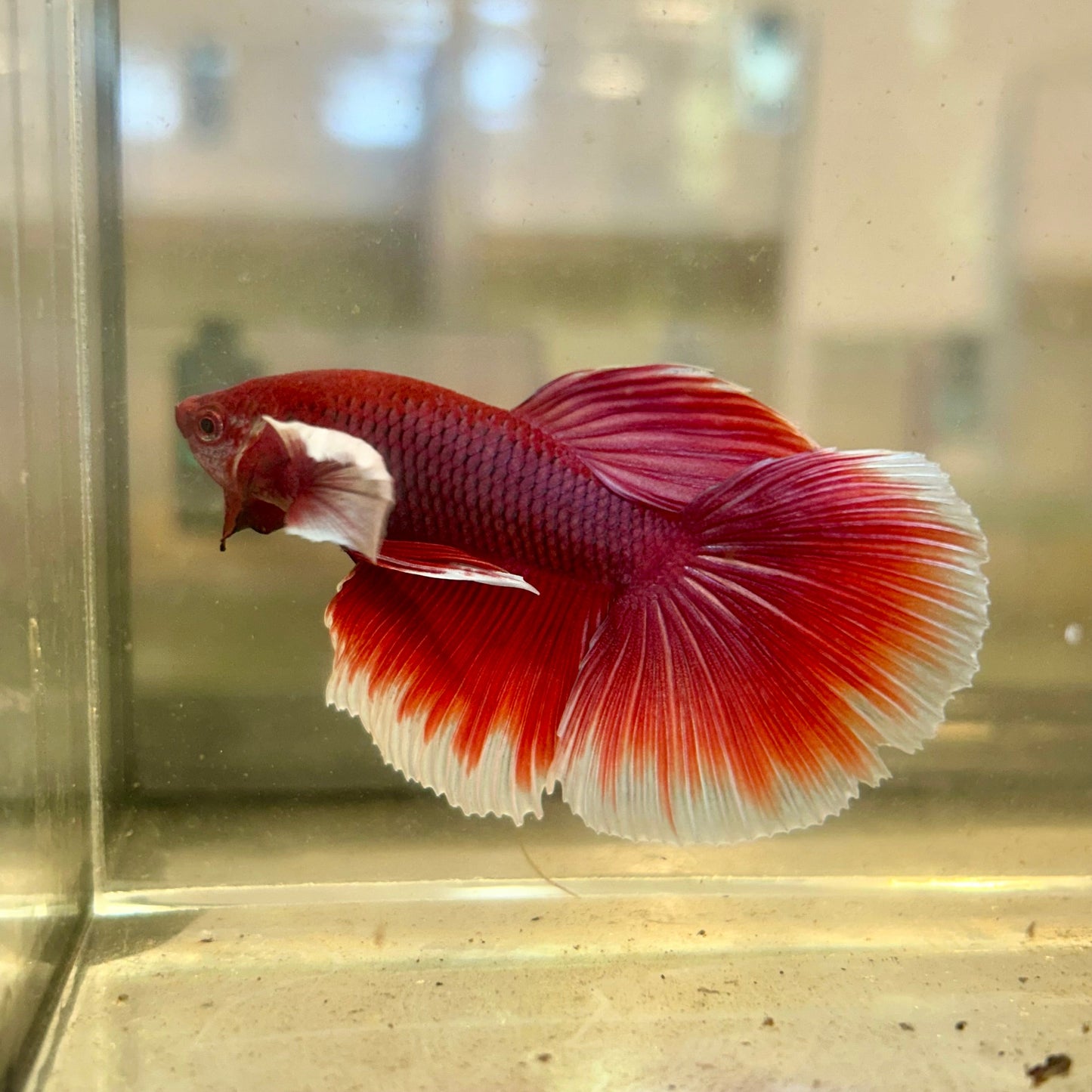 Dumbo Lavender Halfmoon - Male Betta 94