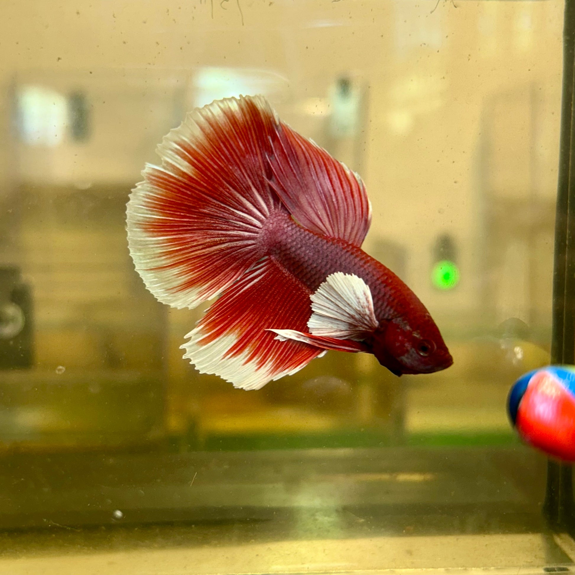 Dumbo Lavender Halfmoon - Male Betta 94