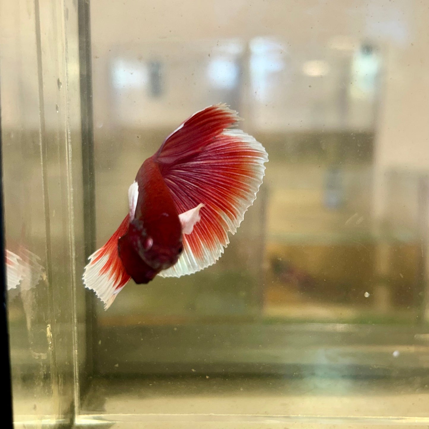 Dumbo Lavender Halfmoon - Male Betta 94