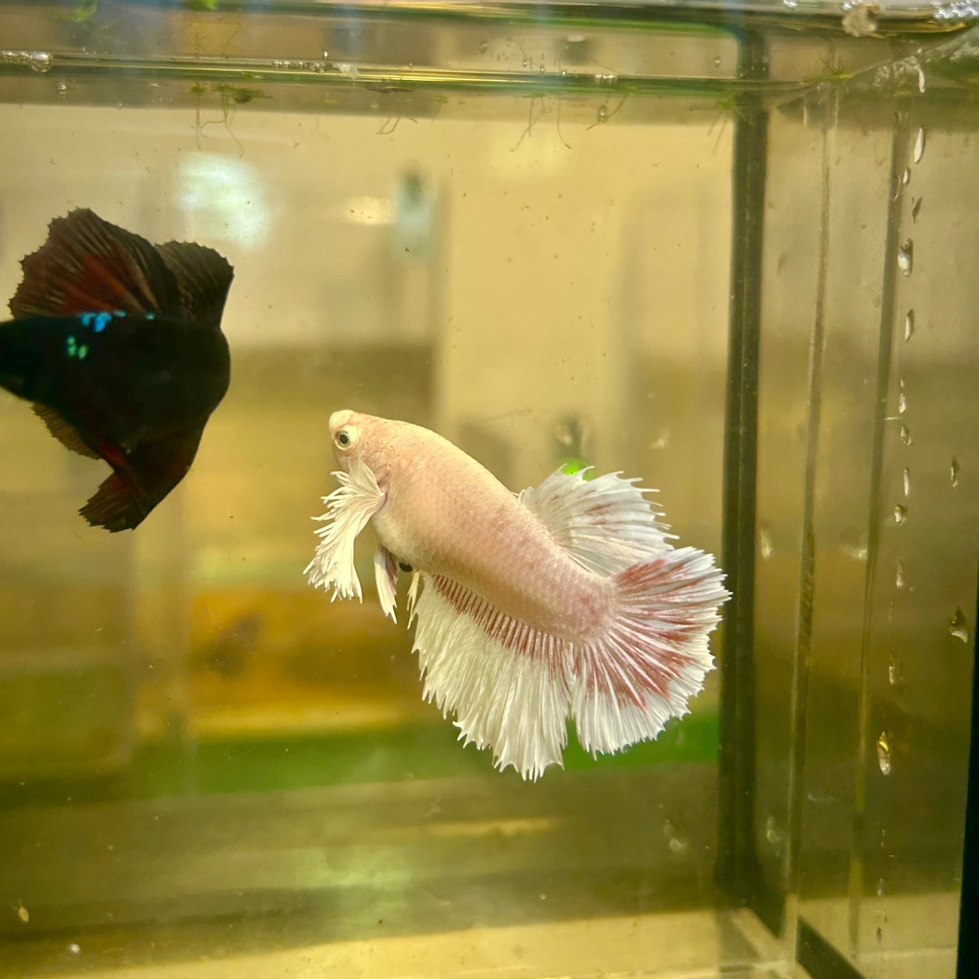 Dumbo Lavender Halfmoon - Male Betta 94