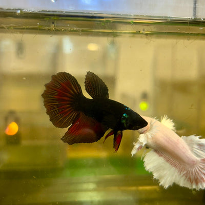 Dumbo Lavender Halfmoon - Male Betta 94