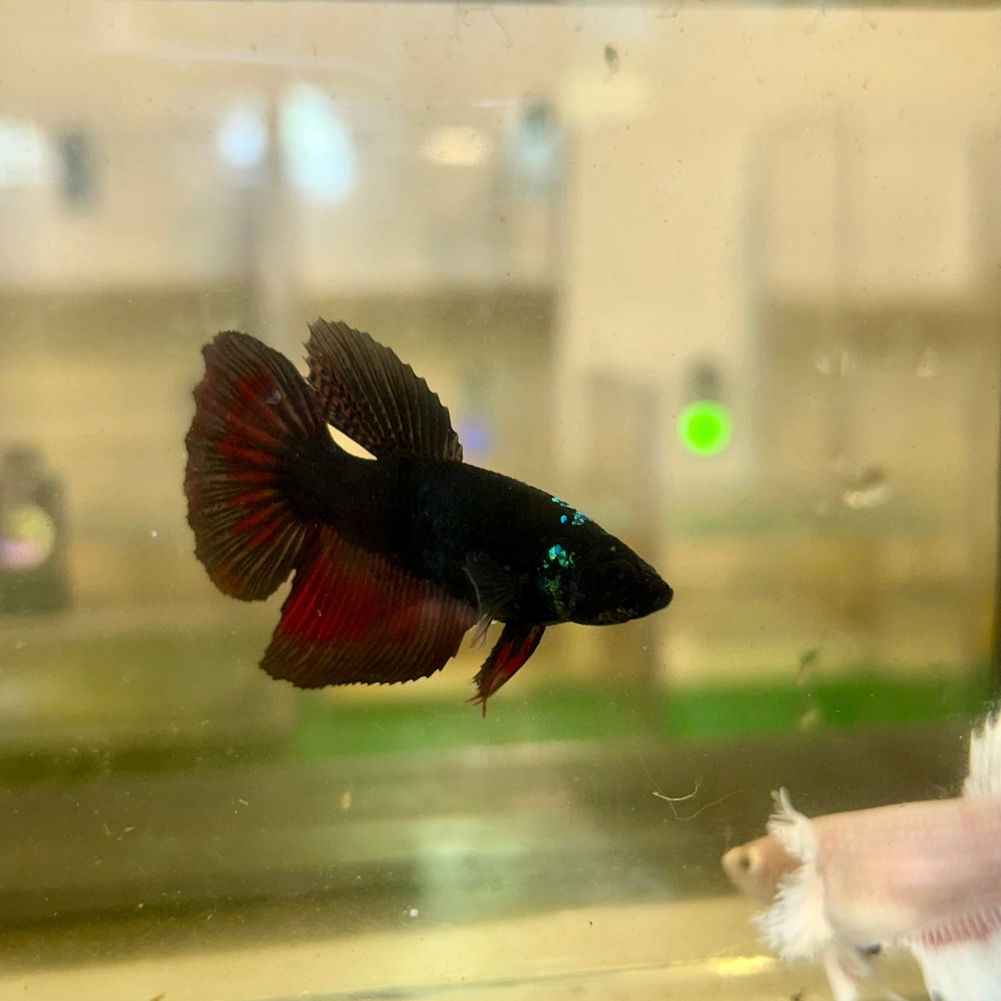 Dumbo Lavender Halfmoon - Male Betta 94