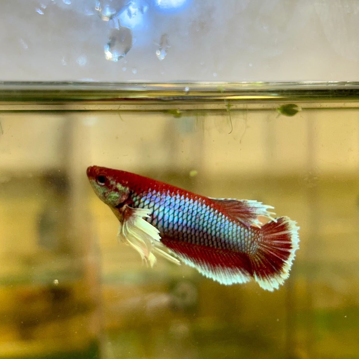 Plakat Dumbo Lavender Female Betta
