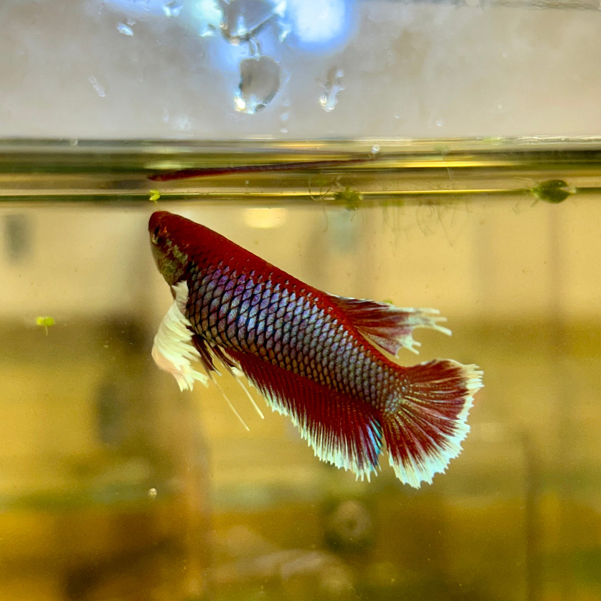 Plakat Dumbo Lavender Female Betta