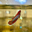 Dumbo Lavender Plakat - Female Betta 129