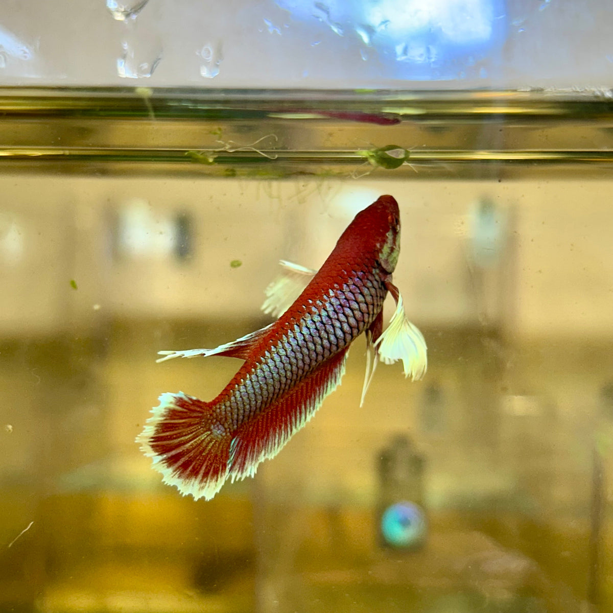 Plakat Dumbo Lavender Female Betta