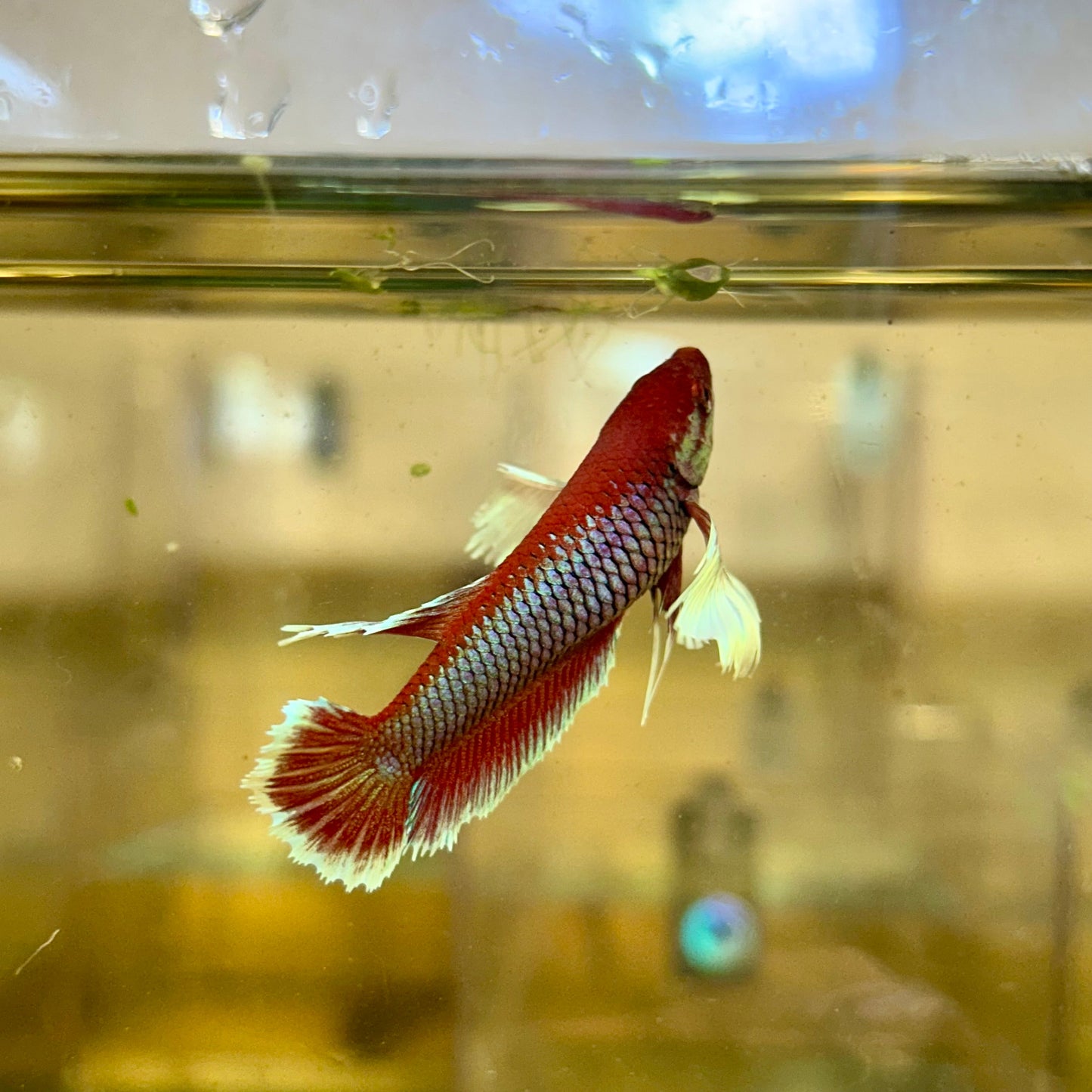 Dumbo Lavender Plakat - Female Betta 129