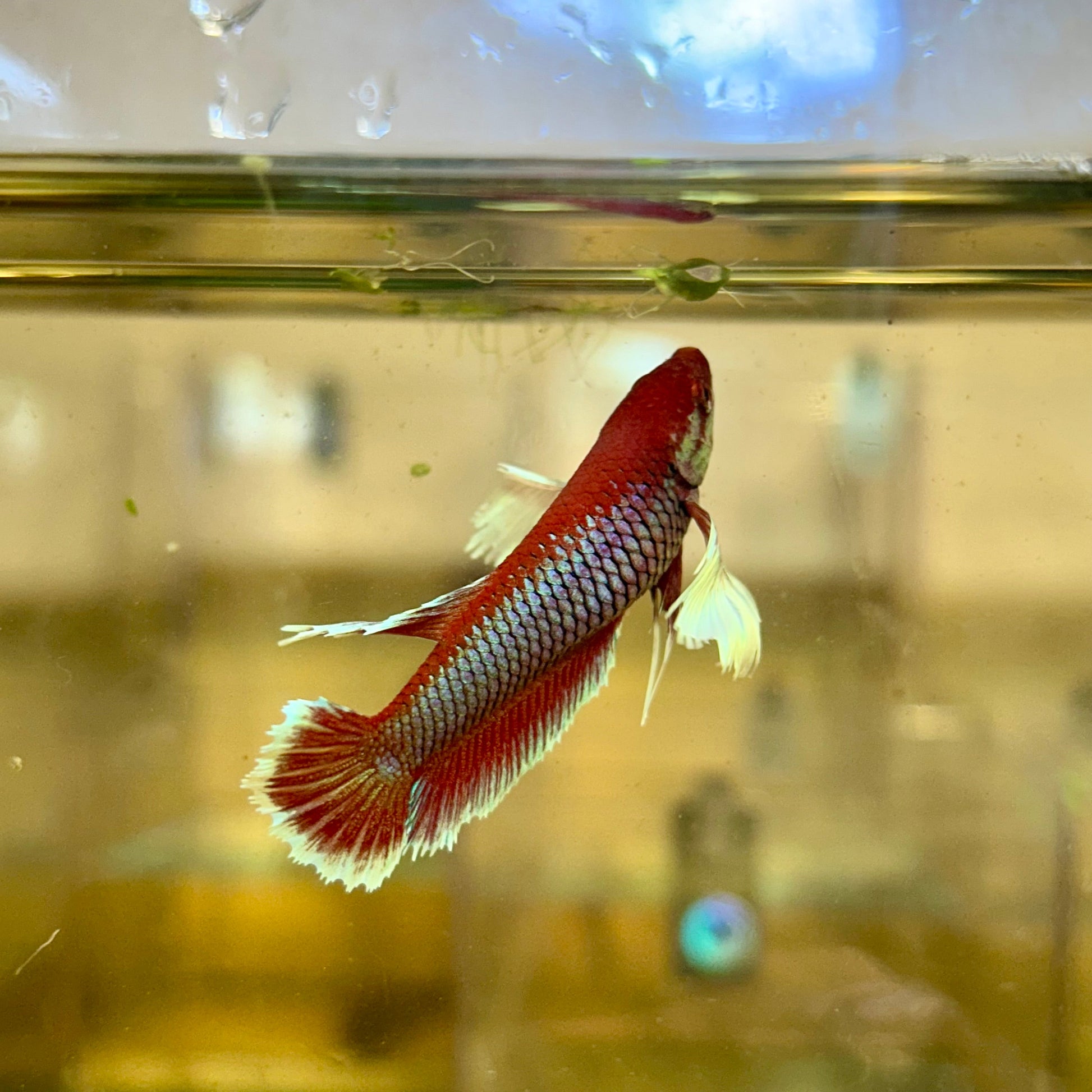 Dumbo Lavender Plakat - Female Betta 129