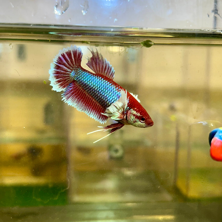 Dumbo Lavender Plakat - Female Betta 129