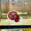 Dumbo Lavender Plakat - Female Betta 48