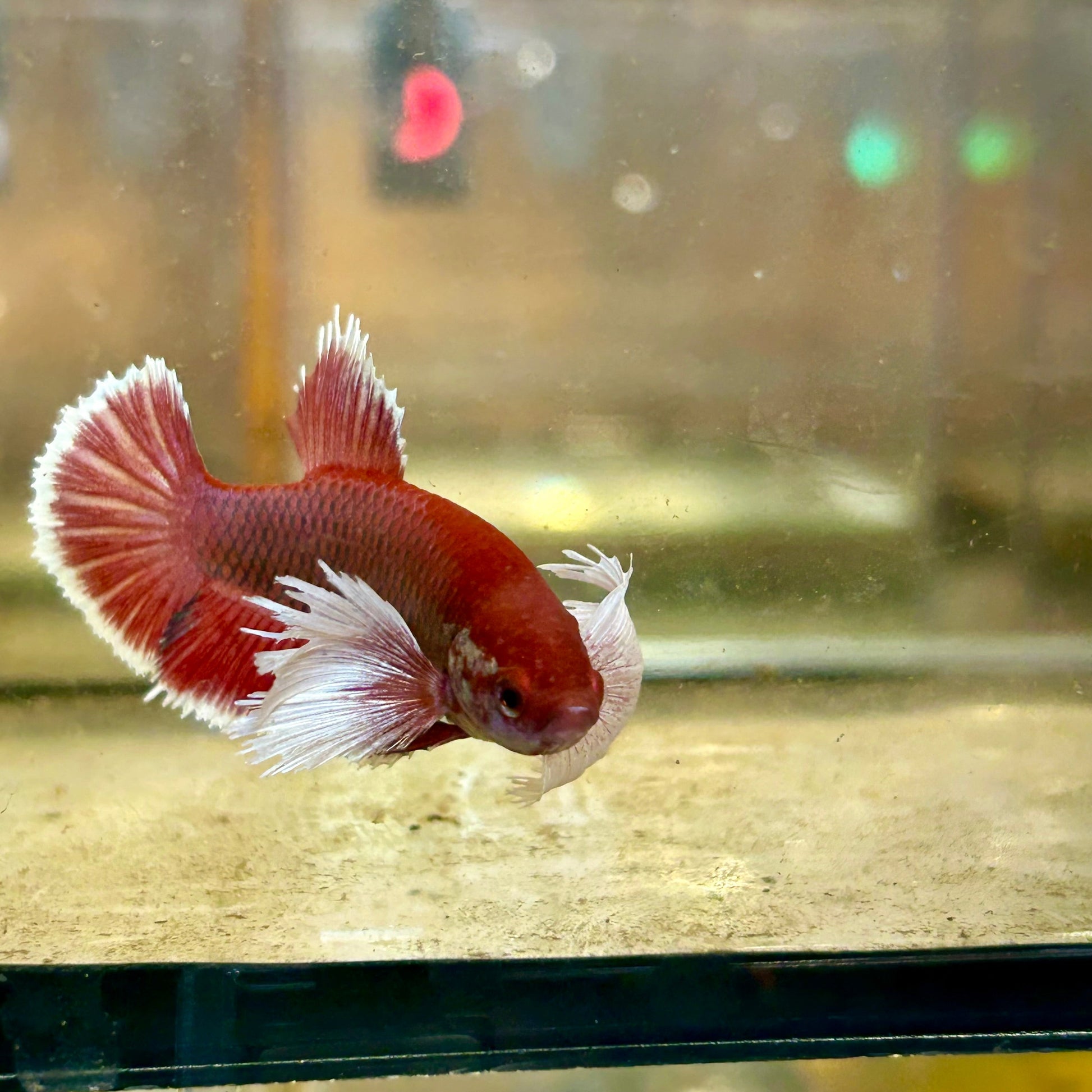 Dumbo Lavender Plakat - Female Betta 48