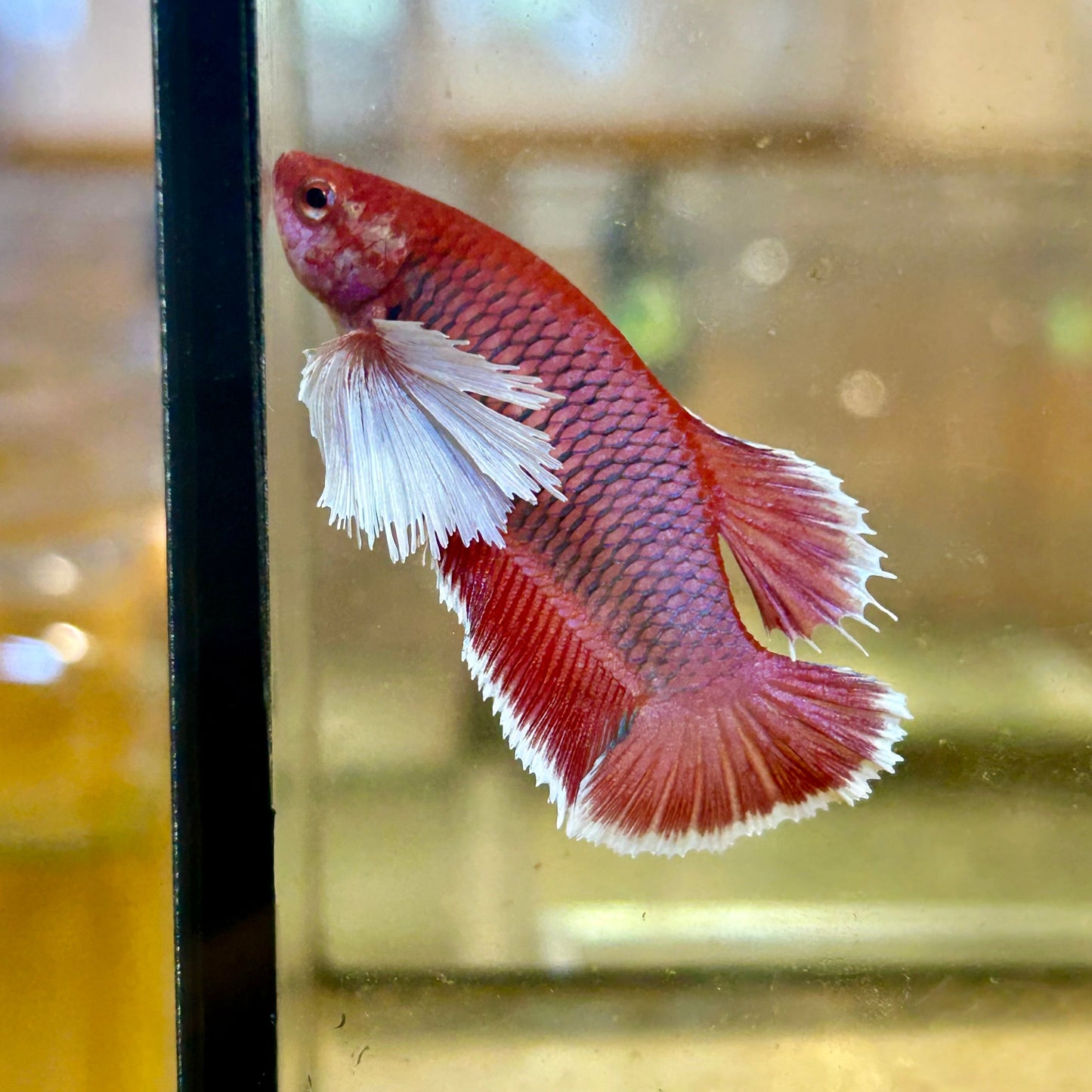 Dumbo Lavender Plakat - Female Betta 48