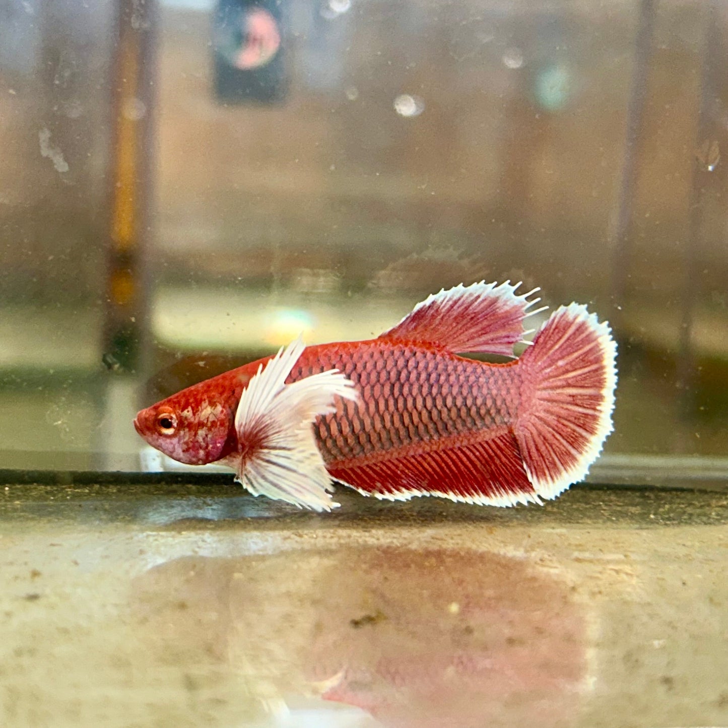 Dumbo Lavender Plakat - Female Betta 48