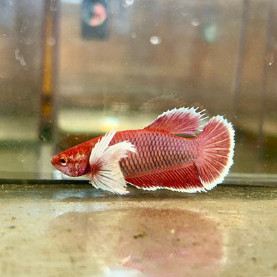 Dumbo Lavender Plakat - Female Betta 48