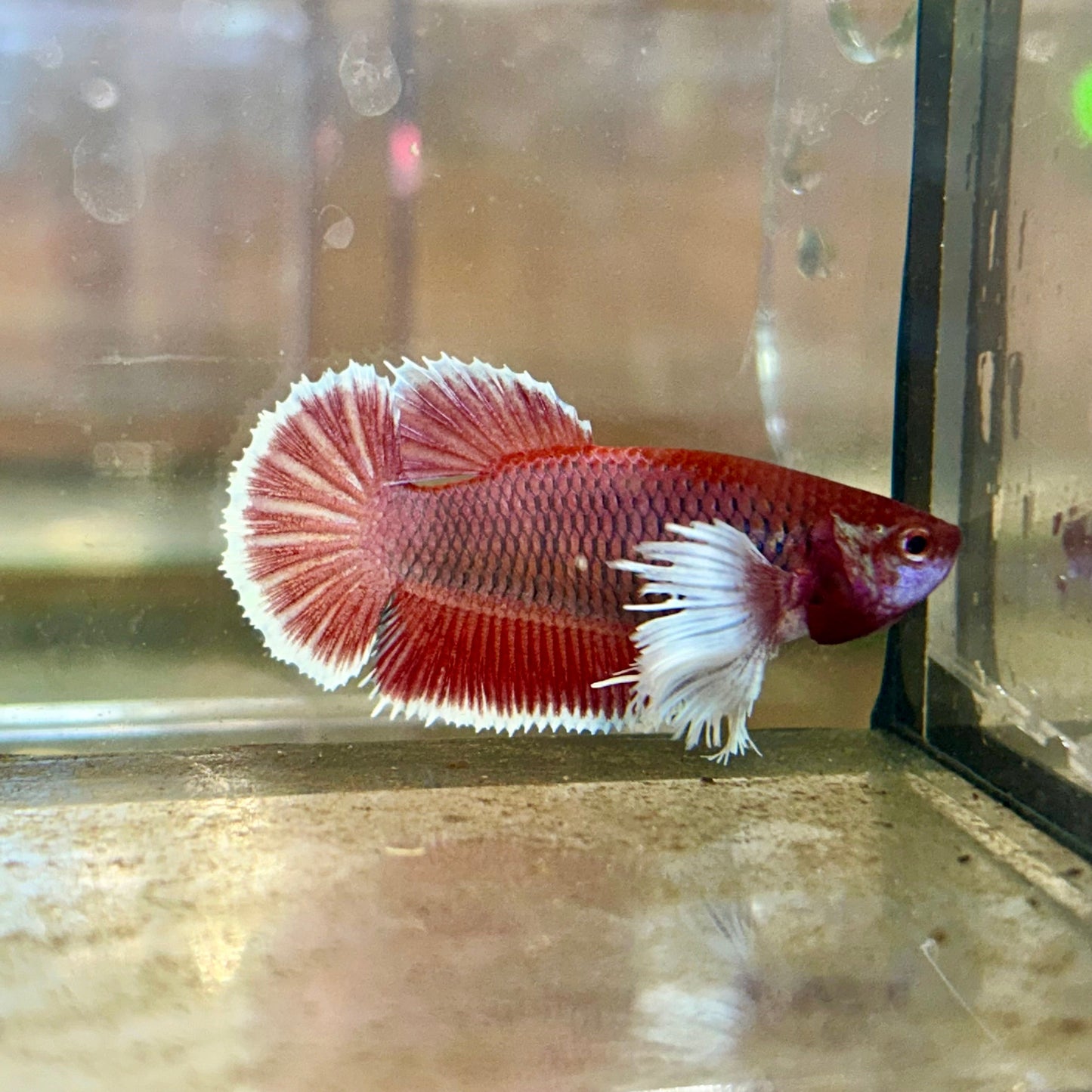 Dumbo Lavender Plakat - Female Betta 48