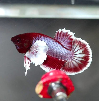 Dumbo Lavender Plakat - Male Betta