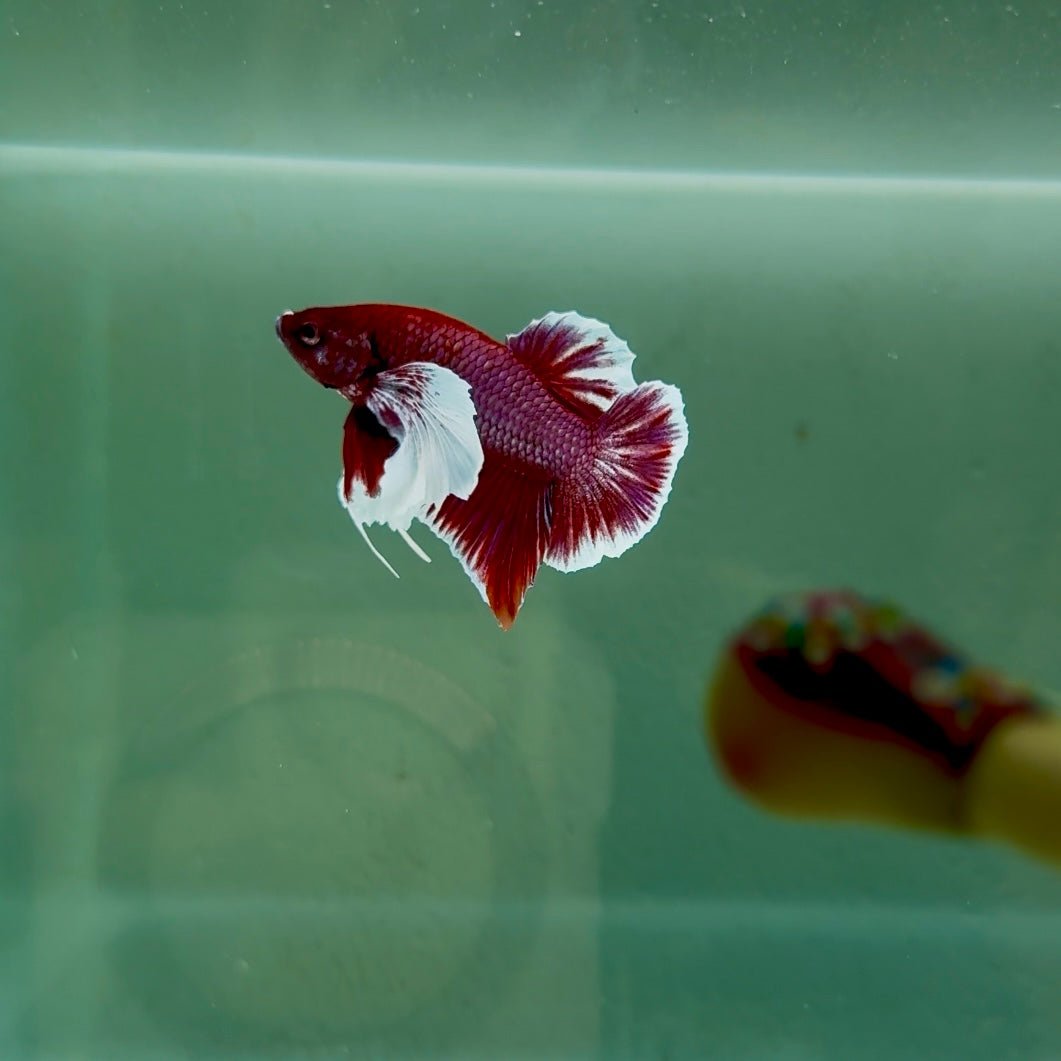 Dumbo Lavender S28 Plakat - Male Betta