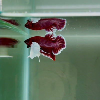 Dumbo Lavender S28 Plakat - Male Betta