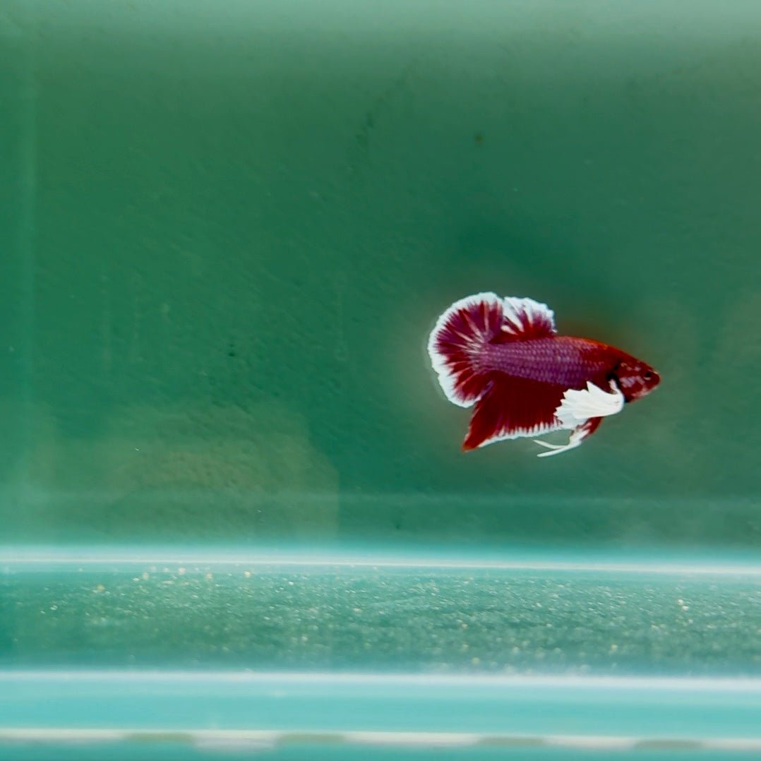 Dumbo Lavender S28 Plakat - Male Betta